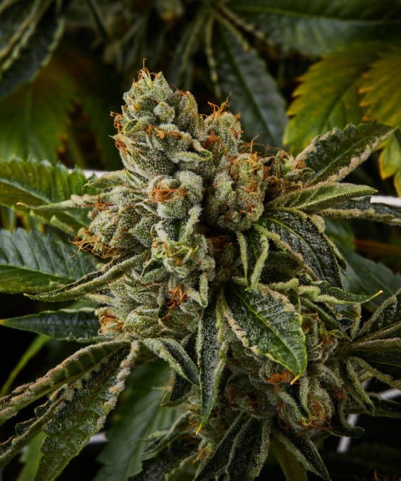 Khalifa Kush strain review, cannabis, marijuana, weed, pot, plant