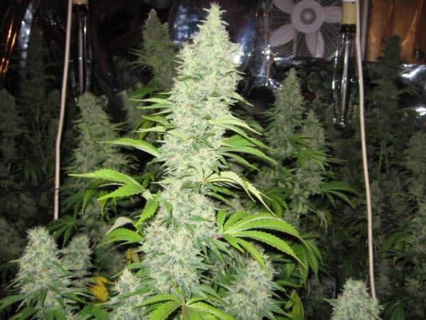 Super Silver Haze strain review marijuana grow flower