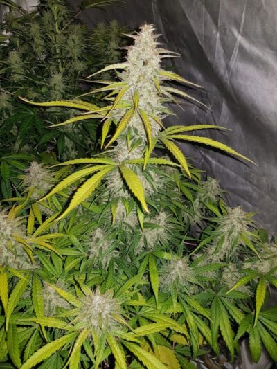 Super Lemon Haze Strain Review & Growing Info - GetBudsLegalize.com