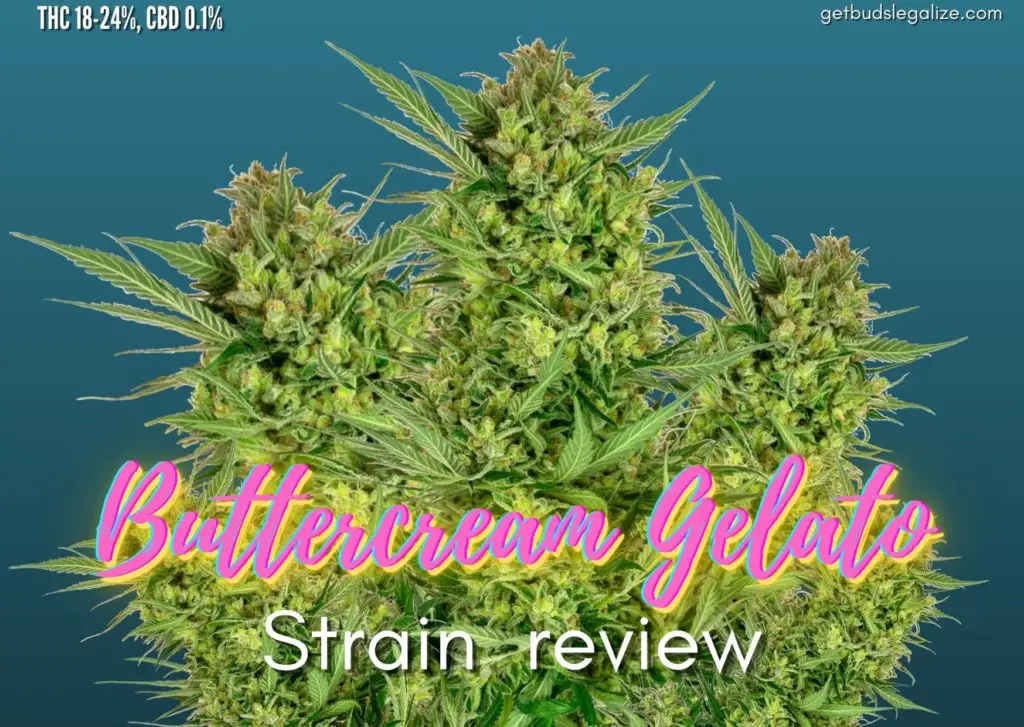 Buttercream Gelato strain review, sensi seeds, feminized, cannabis, marijuana, weed, pot