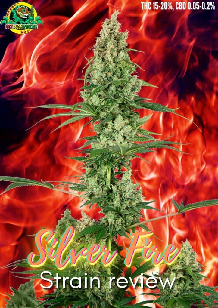 Silver Fire feminized strain review, cannabis, marijuana, weed, pot, plant flowering, grow, yeald