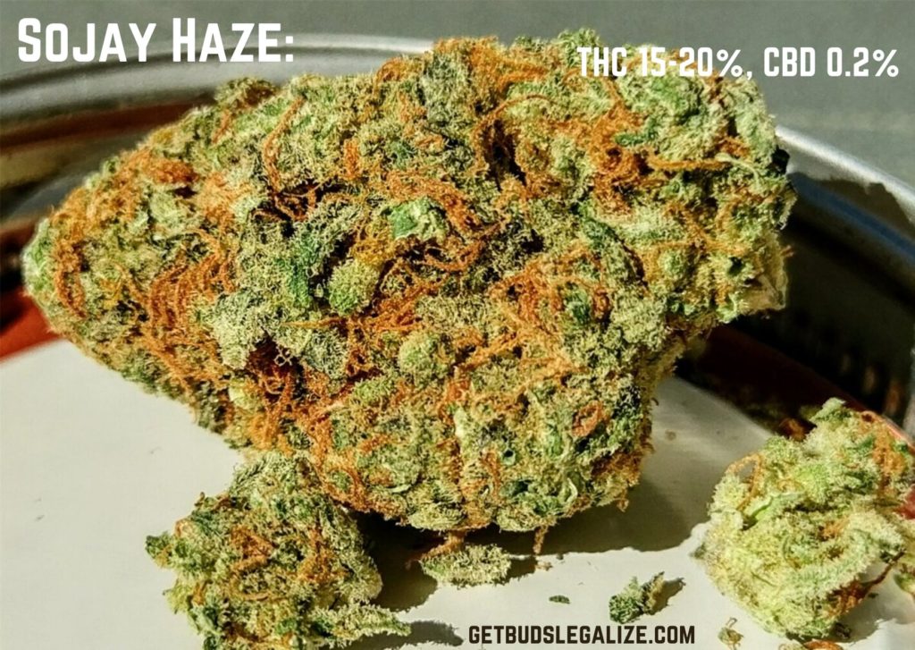 Sojay Haze strain review grow flower weed marijuana