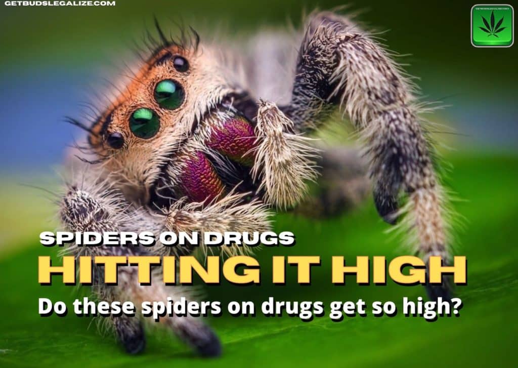 Spiders on drugs hitting it high, stoned, cannabis, marijuana, weed, pot, joint