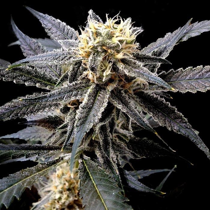 Strawnana strain review weed cannabis seeds grow