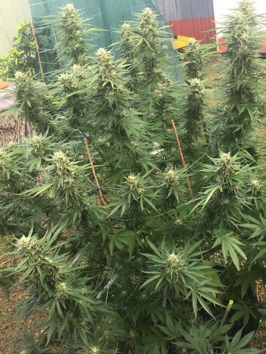 Super Silver Haze strain review marijuana grow flower