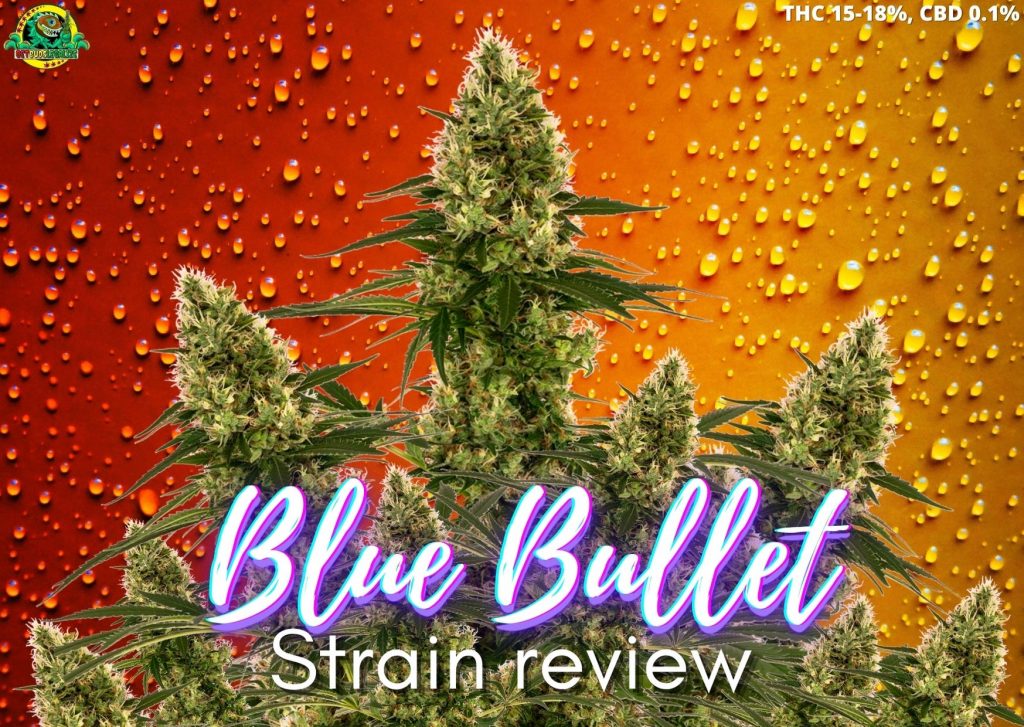 Blue Bullet strain marijuana review, sensi seeds, cannabis, weed, pot, plant