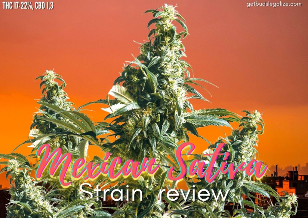 Mexican Sativa strain review, sensi seed, cannabis, marijuana, weed, pot, feminized
