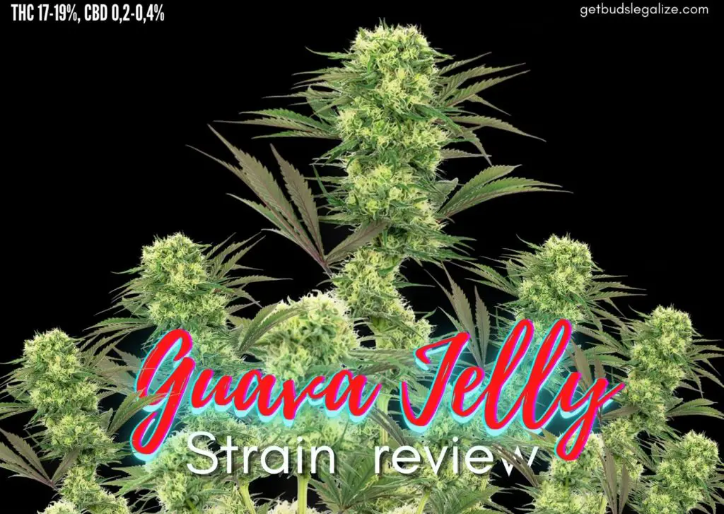 Guava Jelly strain review, sensi seed, marijuana, cannabis, weed, pot, madical,plant