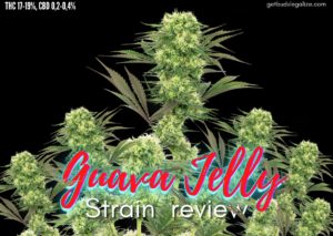 Guava Jelly strain review, sensi seed, marijuana, cannabis, weed, pot, madical,plant