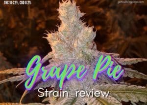 Grape Pie strain marijuana review, cannabis, weed, pot, plant