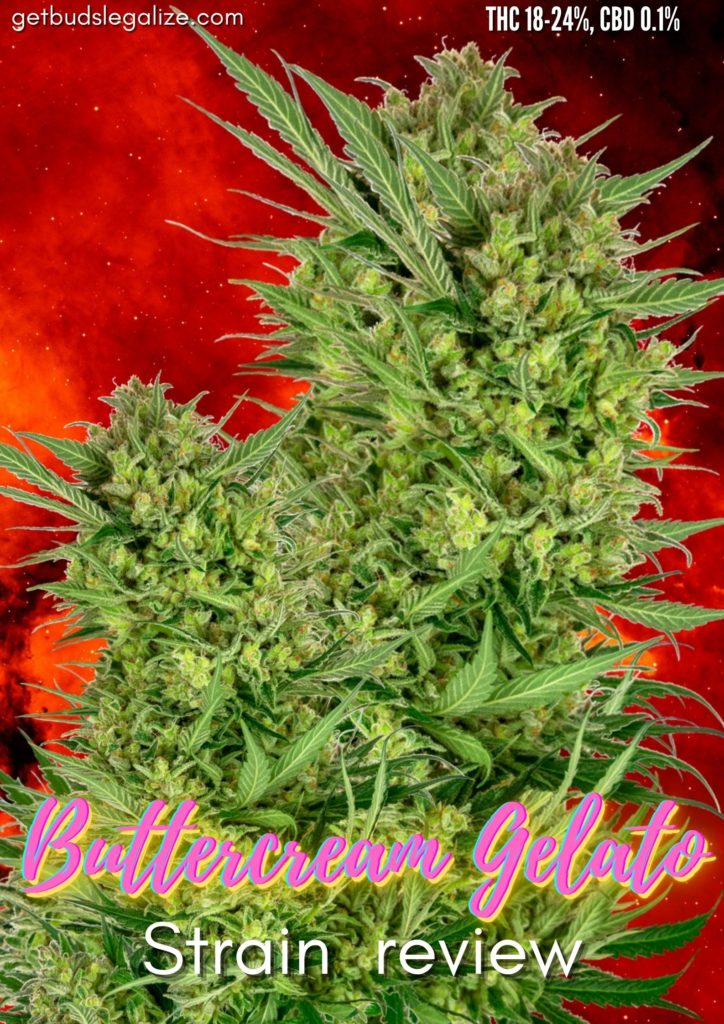 Buttercream Gelato strain review, sensi seeds, feminized, cannabis, marijuana, weed, pot