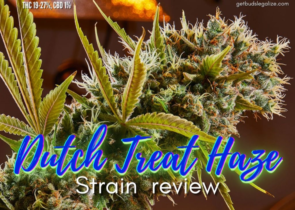 Dutch Treat Haze strain review, cannabis, marijuana, weed, pot, plant