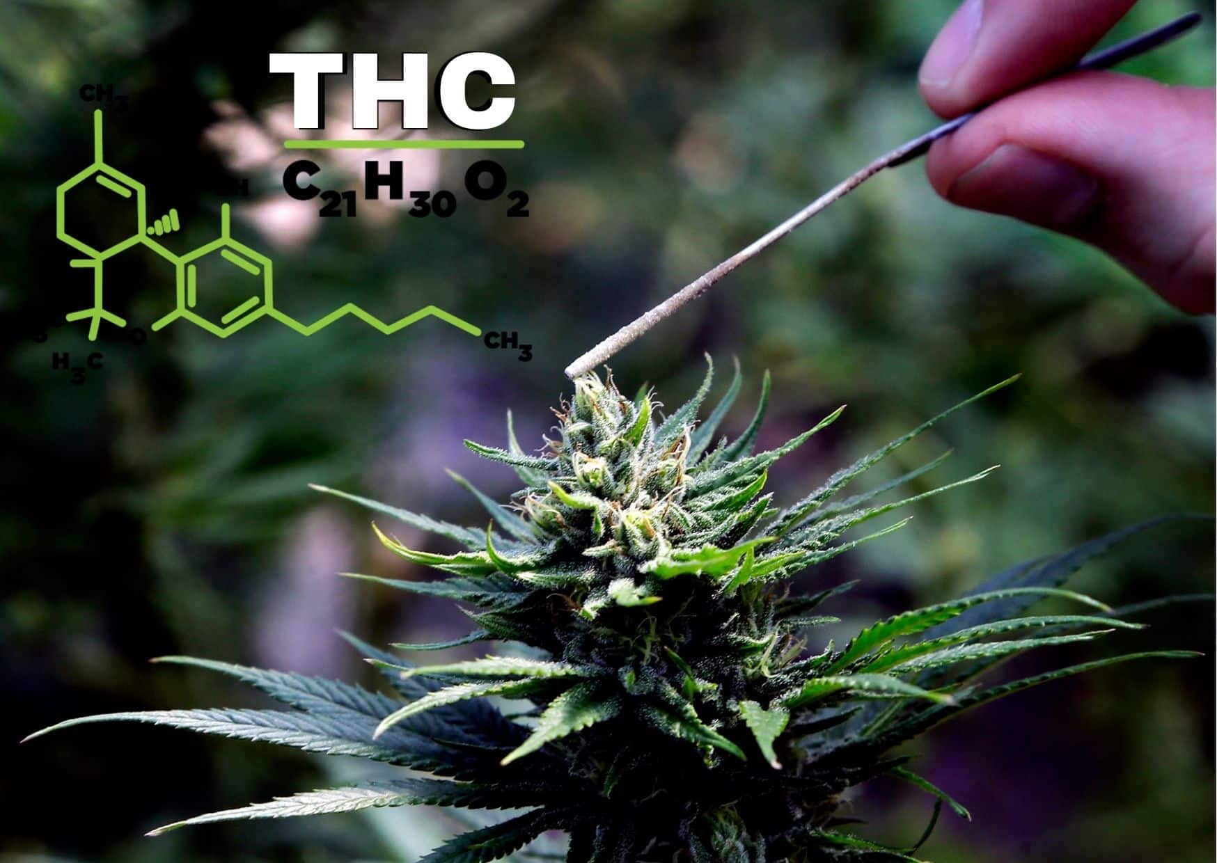 What Is Tetrahydrocannabinol? Everything You Need To Know About THC ...