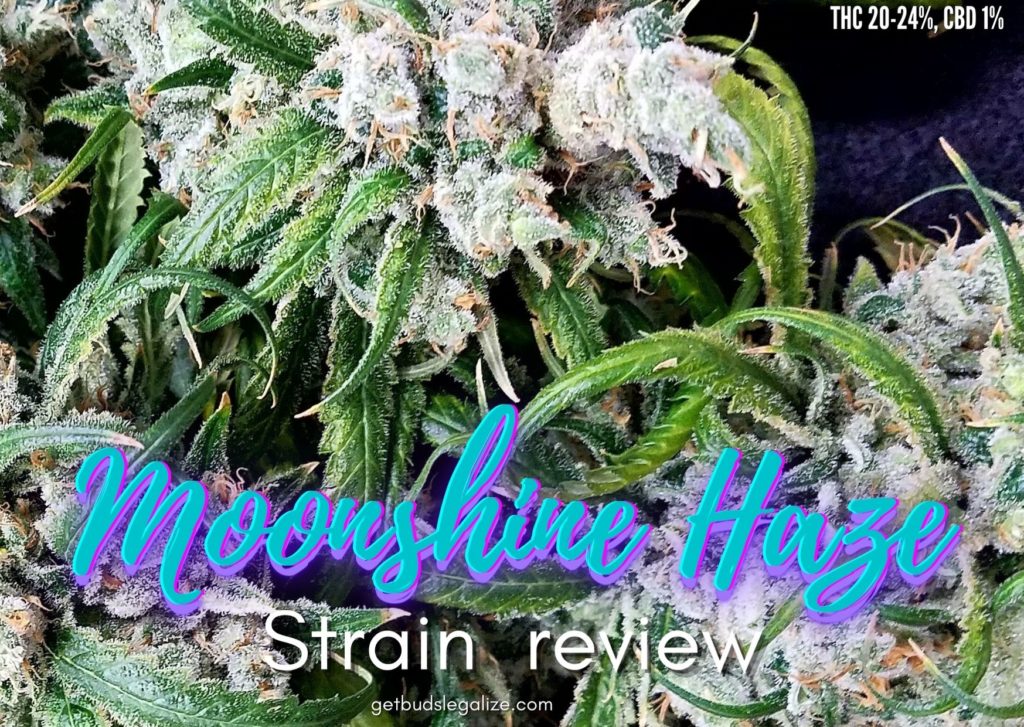 Moonshine Haze strain review, cannabis, marijuana, pot, weed, plant