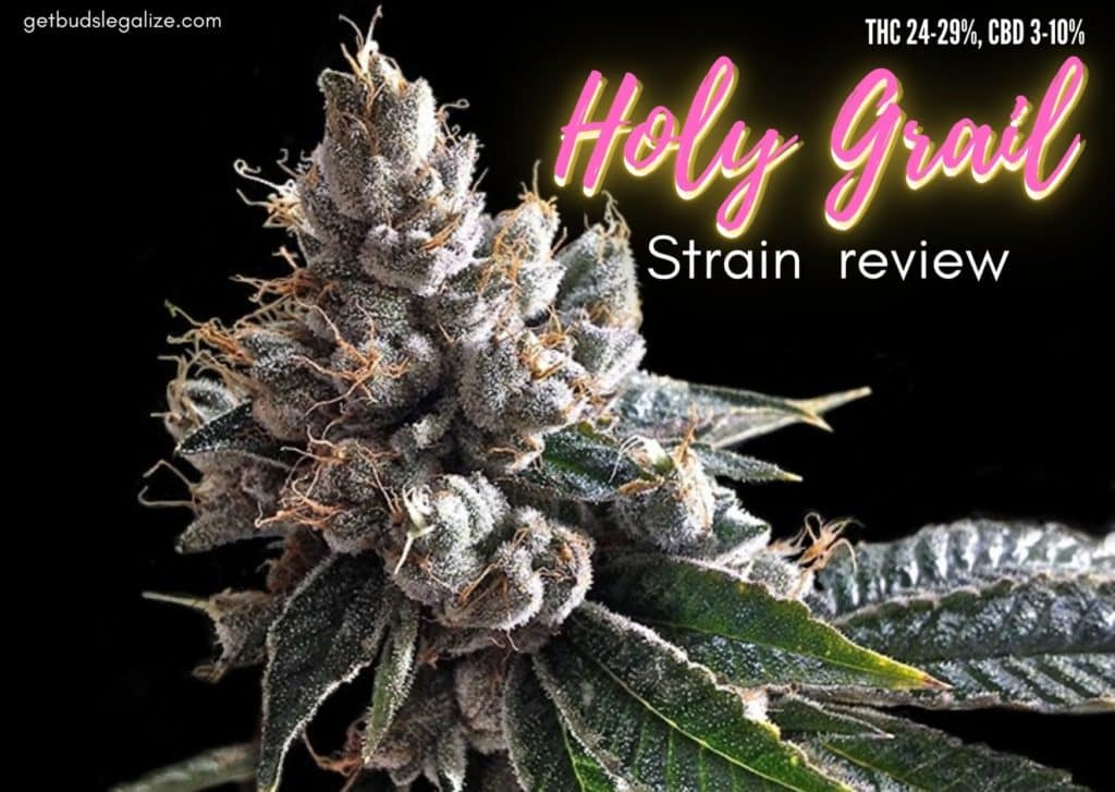 Holy Grail strain marijuana review, cannabis, weed, pot, plant