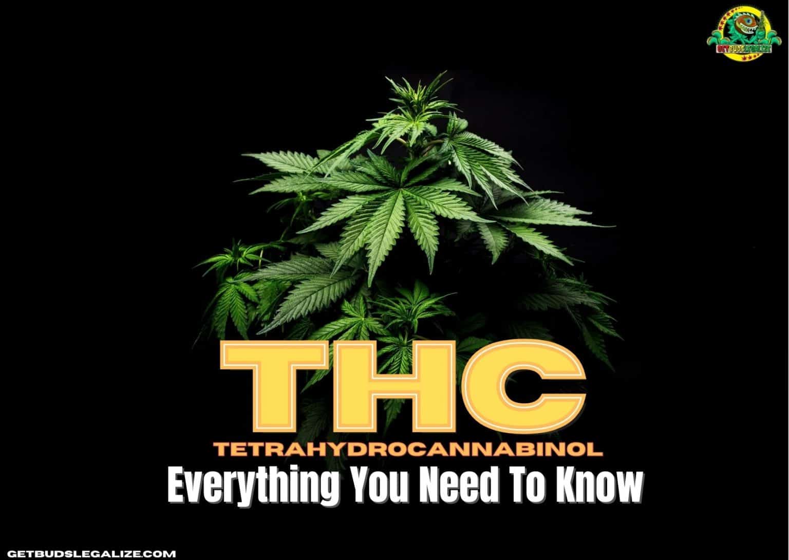 What Is Tetrahydrocannabinol? Everything You Need To Know About THC ...