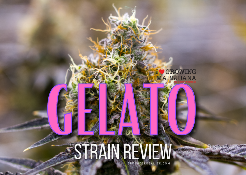 GELATO STRAIN: Marijuana Review & Growing Info