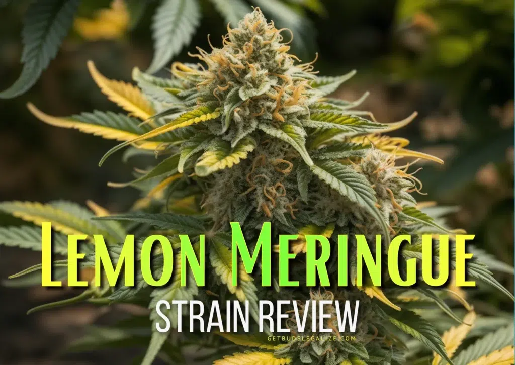 Close-up of a Lemon Meringue cannabis plant showcasing vibrant flowers and trichomes, featured in the blog post "Lemon Meringue Strain Review: Flavor, Effects, and Growing Secrets."