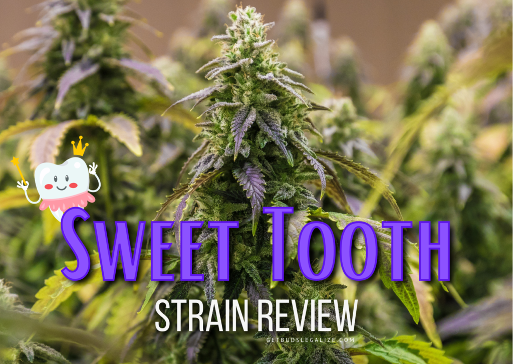Sweet Tooth Strain Review & Growing Info | Best Cannabis Seed, marijuana, weed
