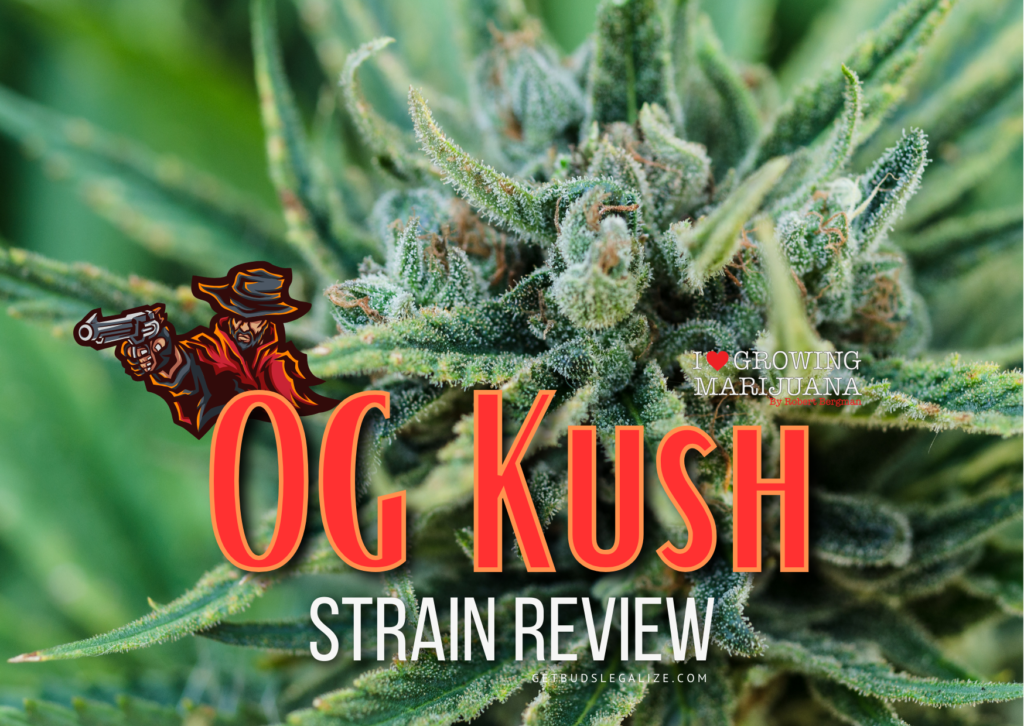 OG Kush WEED Strain Review & Growing Info, Best Cannabis Seed, marijuana, ILGM