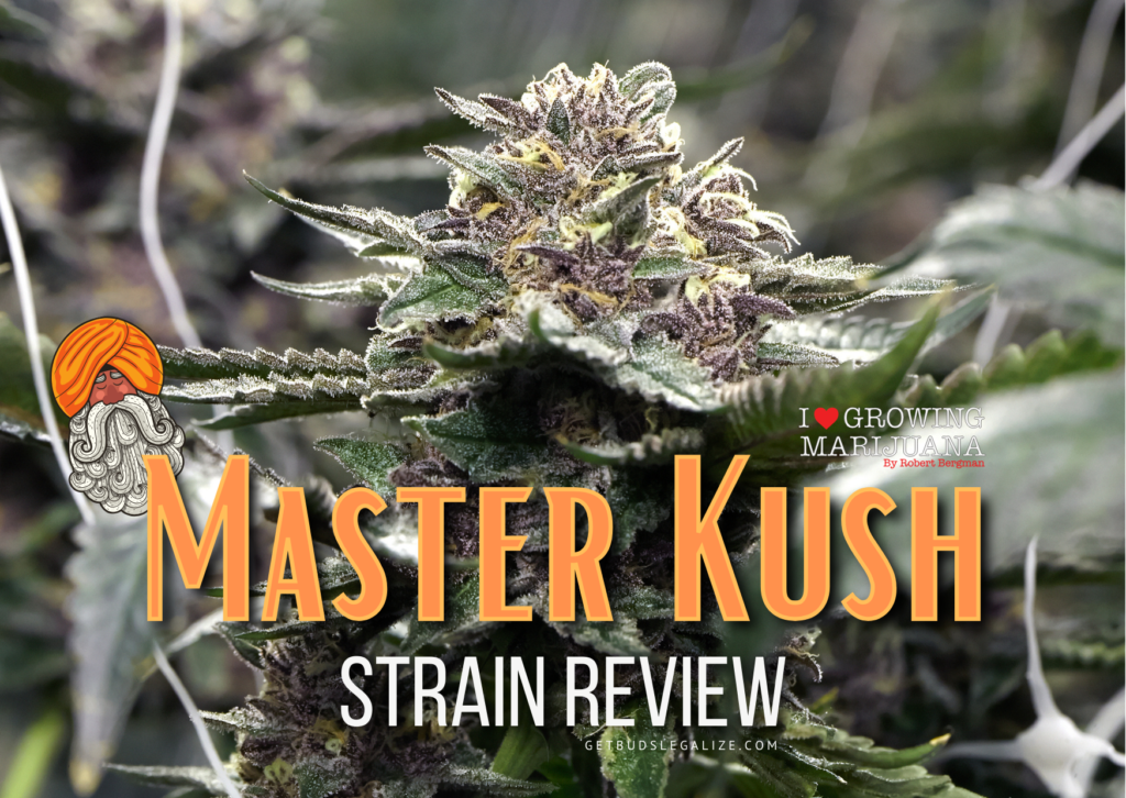 Master Kush weed Strain Review & Growing Info, Best Cannabis Seed, marijuana, ILGM