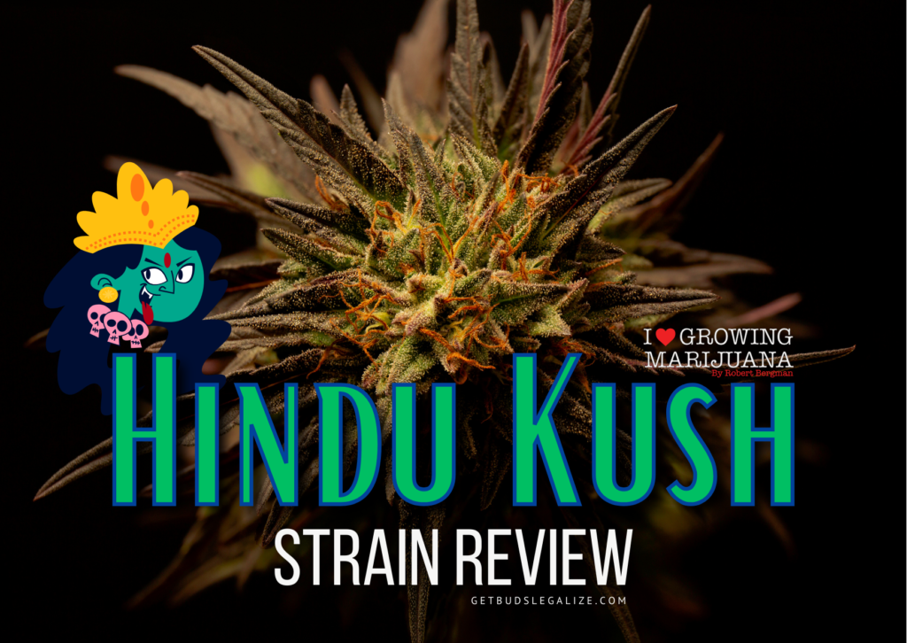 Hindu Kush weed strain review, cannabis, marijuana, pot, plant, seeds, ilgm, sensi seeds