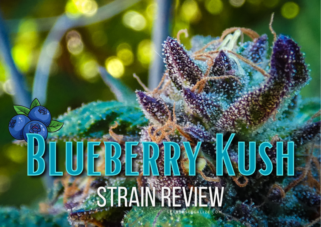 Blueberry Kush Marijuana Strain Review & Growing Info, weed, cannabis, seeds