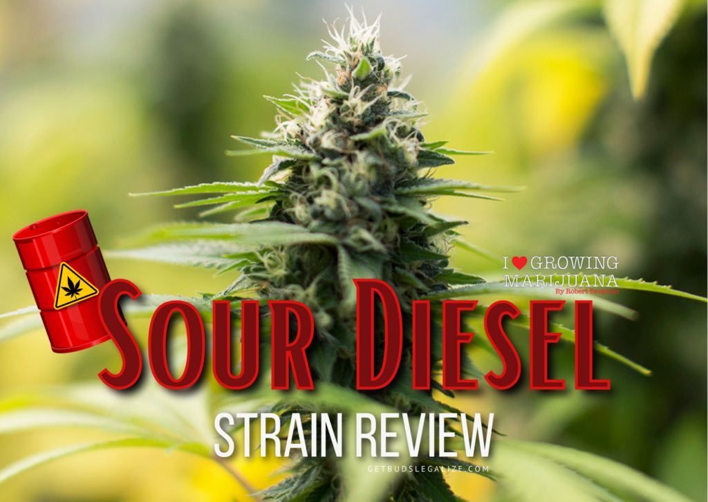 Sour Diesel Strain Marijuana Review & Growing Info, cannabis, weed, seeds, ilgm
