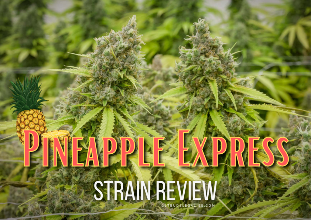 Pineapple Express Strain Review & Growing Info, marijuana, weed, cannabis seeds, barney's farm