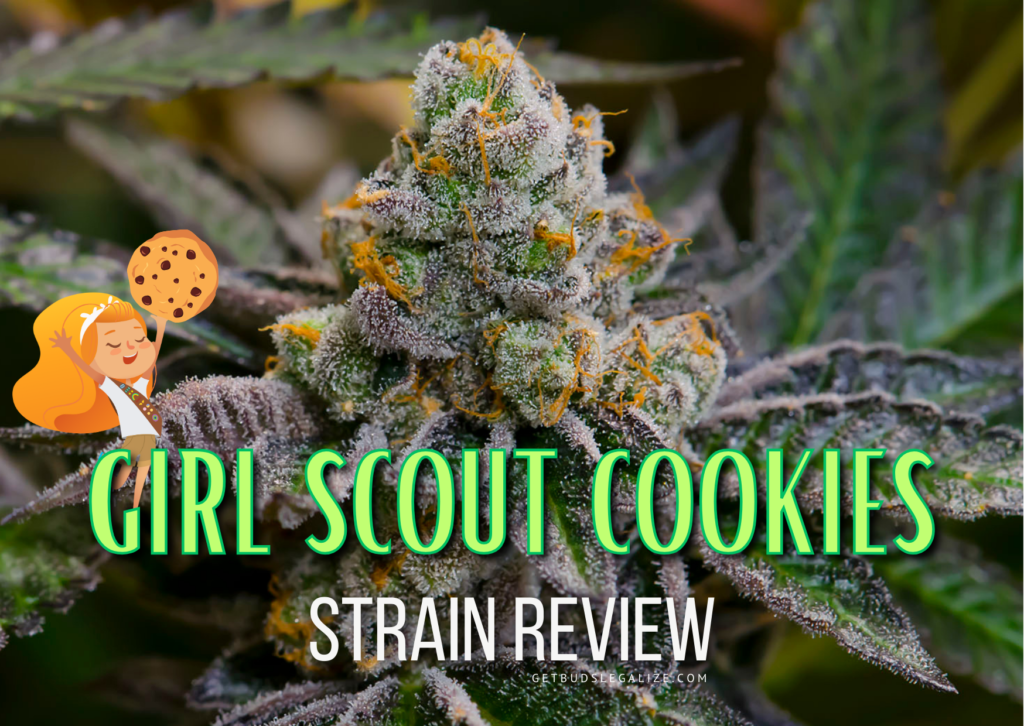 Girl Scout Cookie Weed Strain Review & Growing Info, marijuana, cannabis seeds, white label, sensi seeds