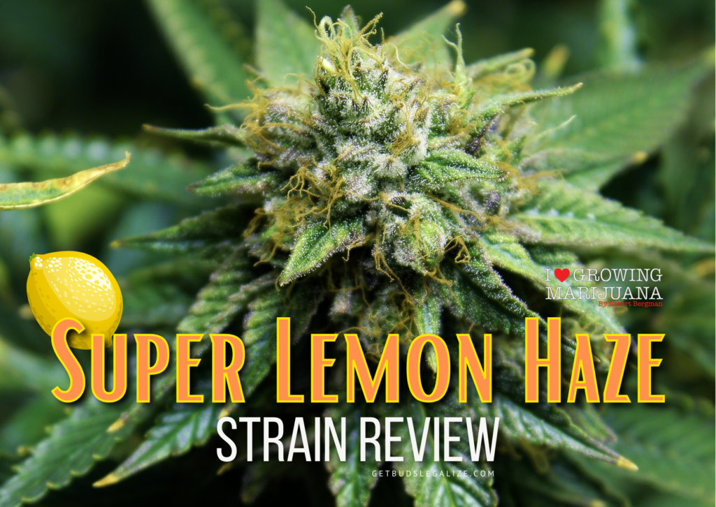 Super Lemon Haze Weed Strain Review & Growing Info, marijuana, weed, cannabis seeds, ilgm