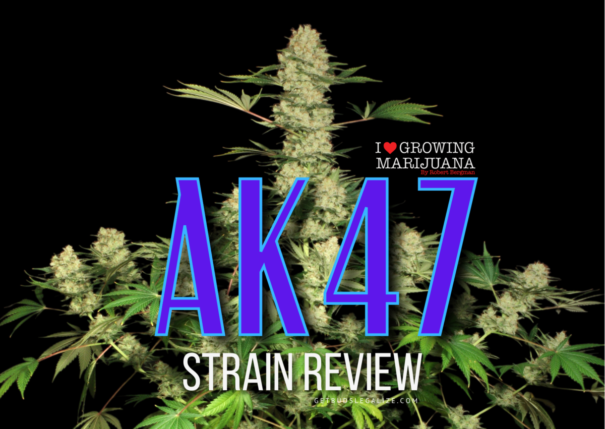 AK47 STRAIN: Marijuana Review & Growing Info