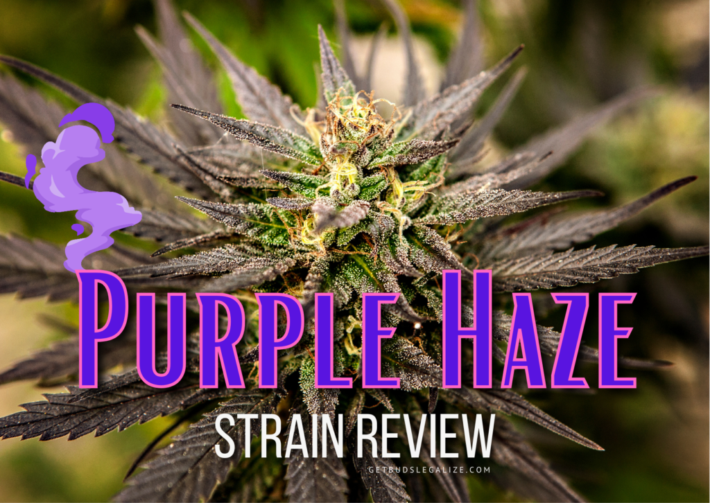 Purple Haze Strain Review & Growing Info, ,arijuana, weed, cannabis seeds, Sensi Seeds, ILGM