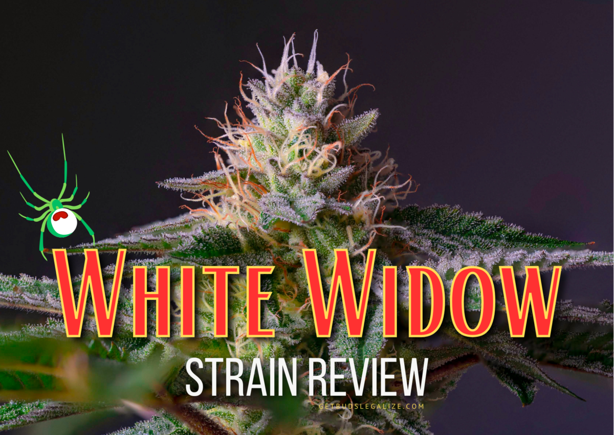 White Widow Strain Review & Growing Guide | Learn All About