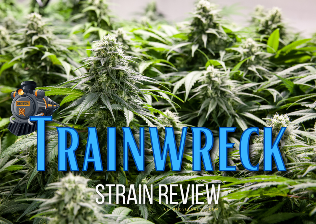 Trainwreck Strain Review & Growing Guide, cannabis, marijuana, weed, pot, seeds, ilgm