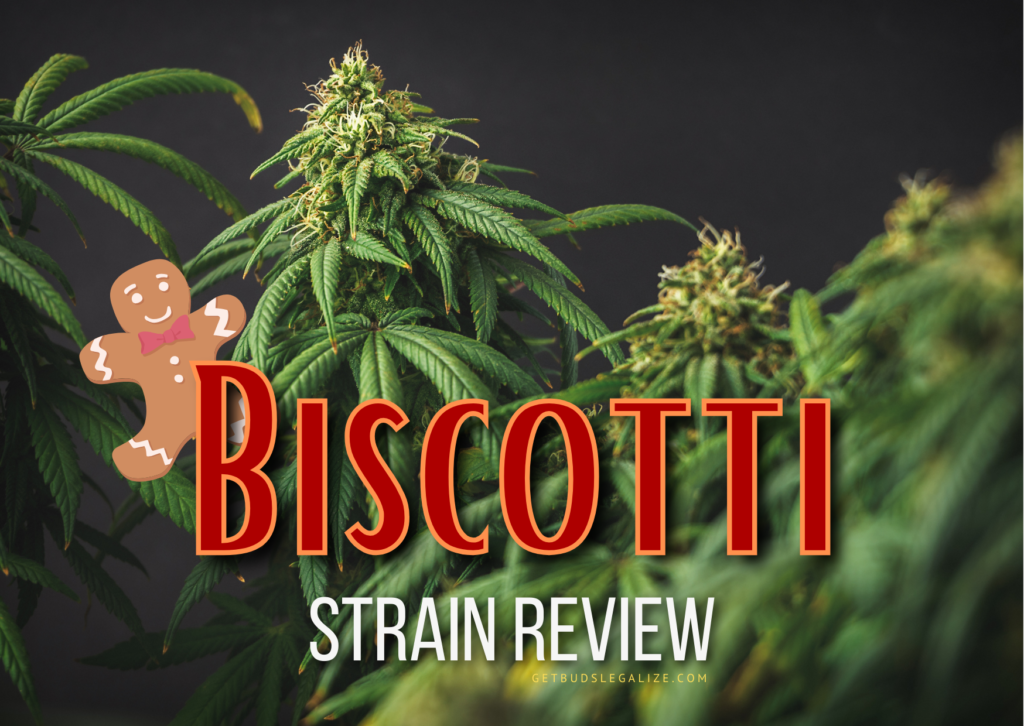 Biscotti Strain Review & Growing Guide, cannabis, marijuana, weed, pot, bud, seeds
