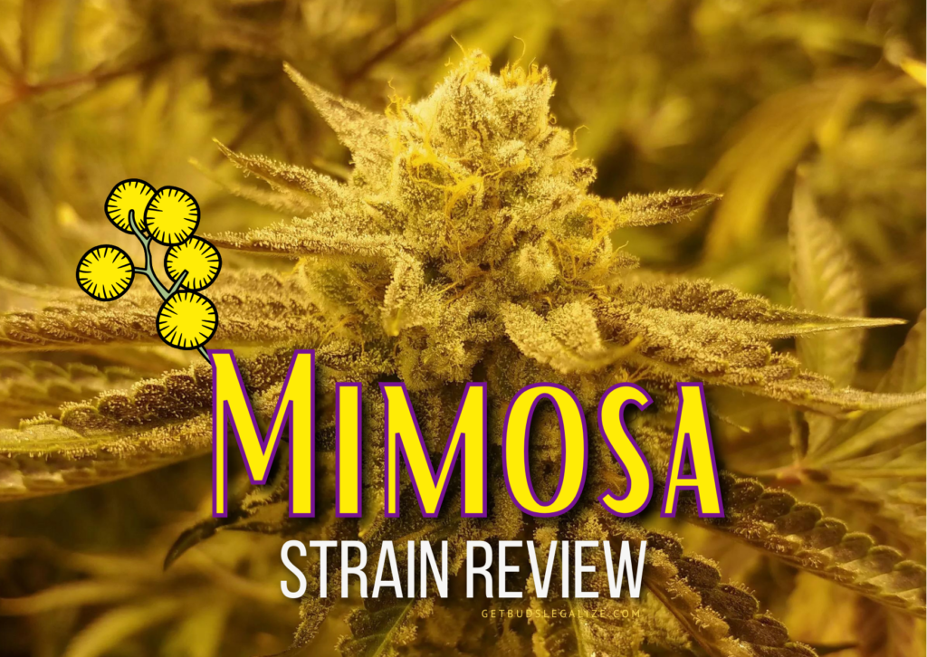 Mimosa Marijuana Strain Review & Growing Guide, weed, cannabis seeds, ilgm