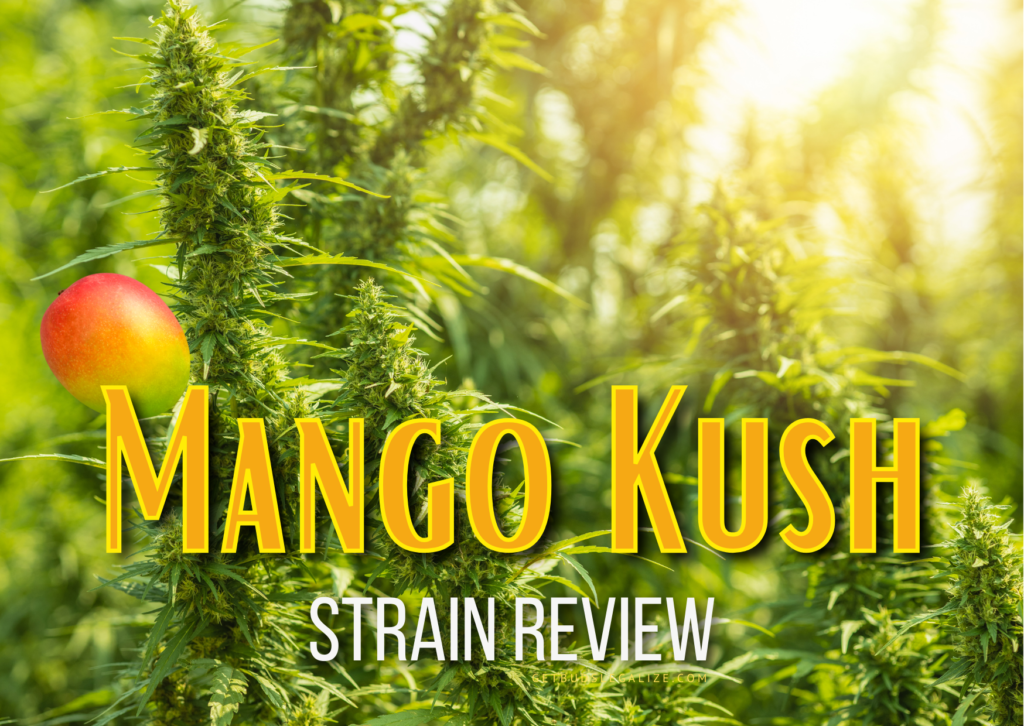 Mango Kush Marijuana Strain Review & Growing Guide, weed, cannabis seeds, ilgm
