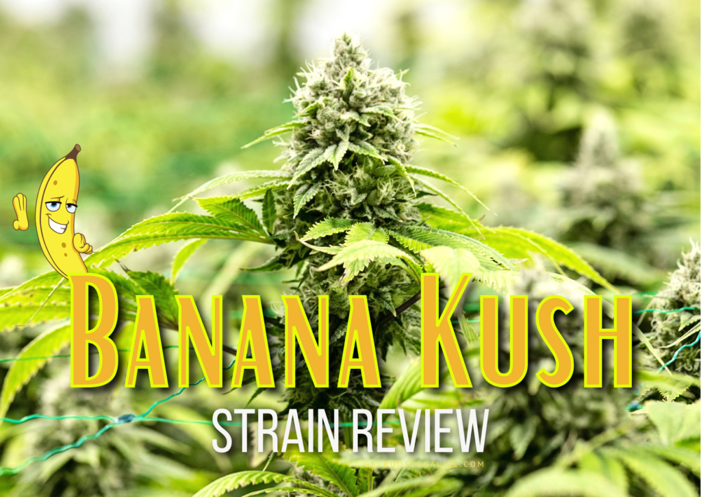 Banana Kush Marijuana Strain Review & Growing Guide, weed, cannabis seeds, ILGM