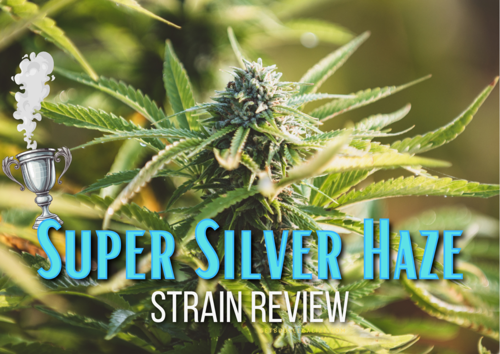 Super Silver Haze weed Strain Review & Growing Guide, cannabis, marijuana seeds, ilgm, sensi seeds