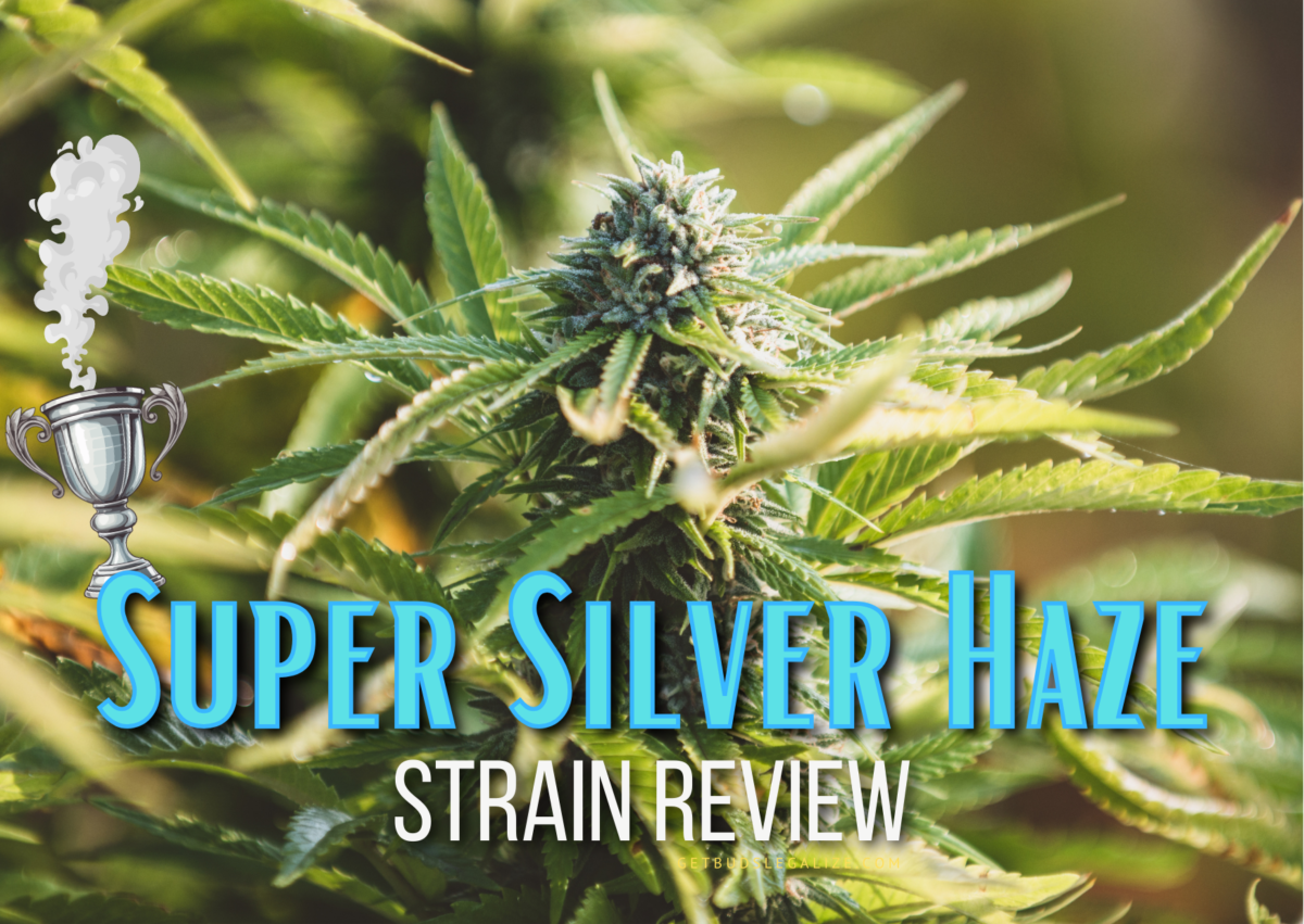 Super Silver Haze Strain Review & Growing Guide