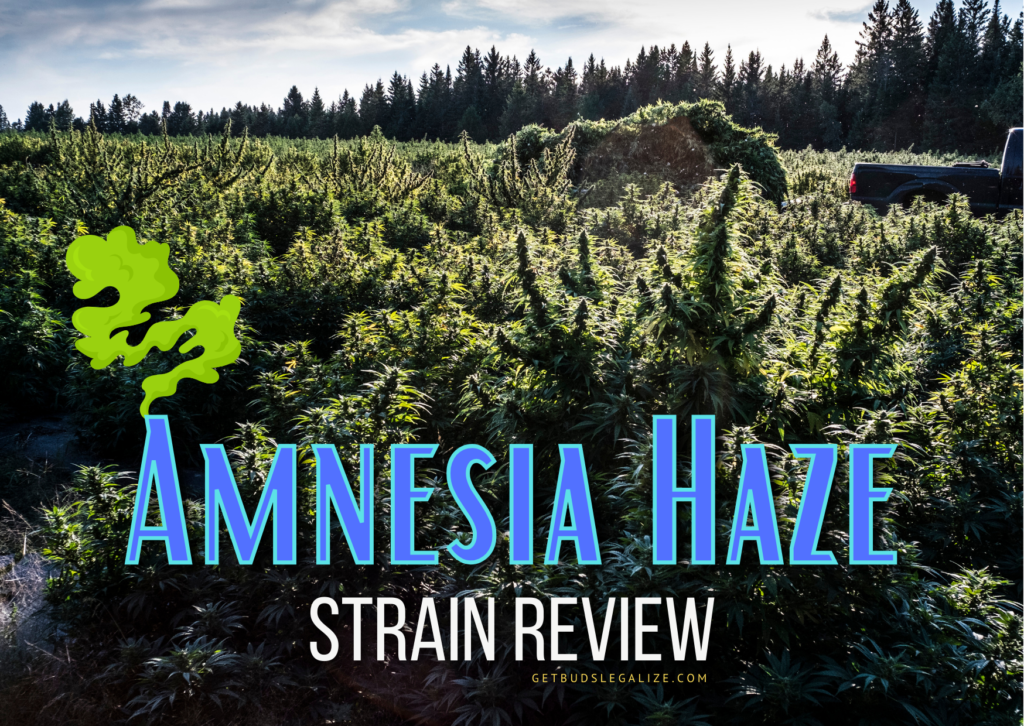 Amnesia Haze Strain Review & Growing Guide, weed, marijuana, cannabis seeds, royal queen seeds, ilgm, seedsman