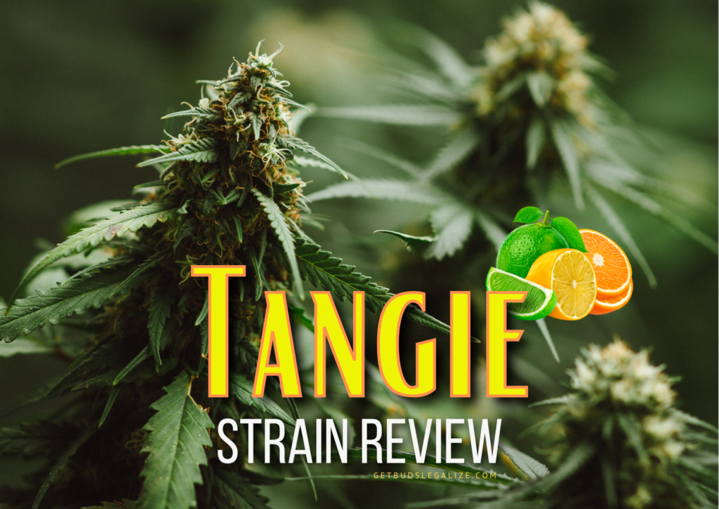 Tangie Marijuana Strain Review & Growing Guide, weed, marijuana, cannabis seeds, ilgm