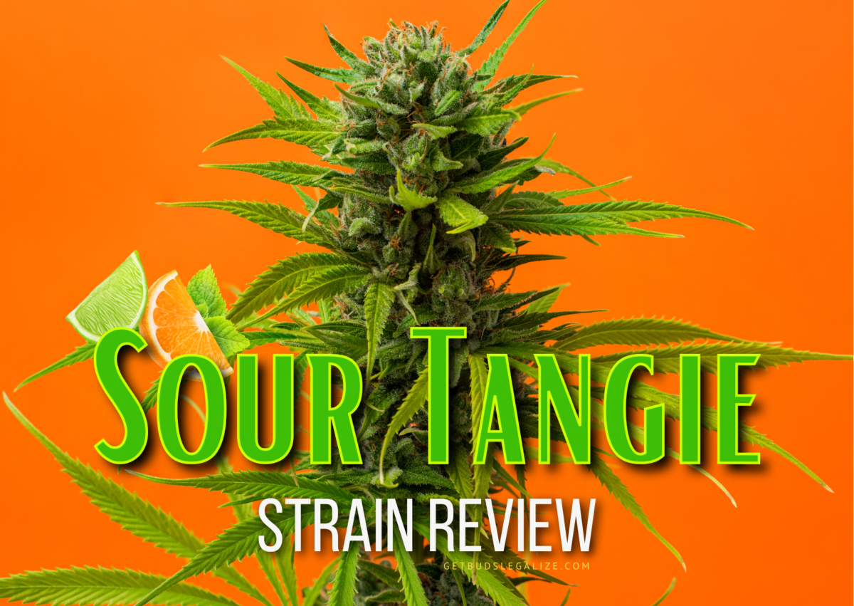 Sour Tangie Strain Review & Growing Info