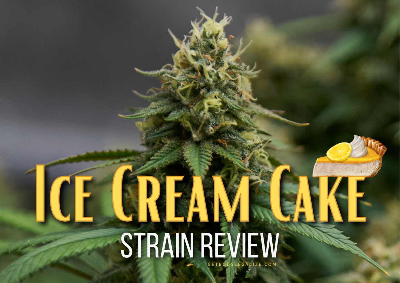 Ice Cream Cake Strain Review Growing Guide GetBudsLegalize Com   The Ultimate 36 1320x936 