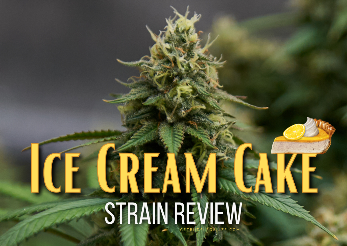 Ice Cream Cake Strain Review & Growing Guide