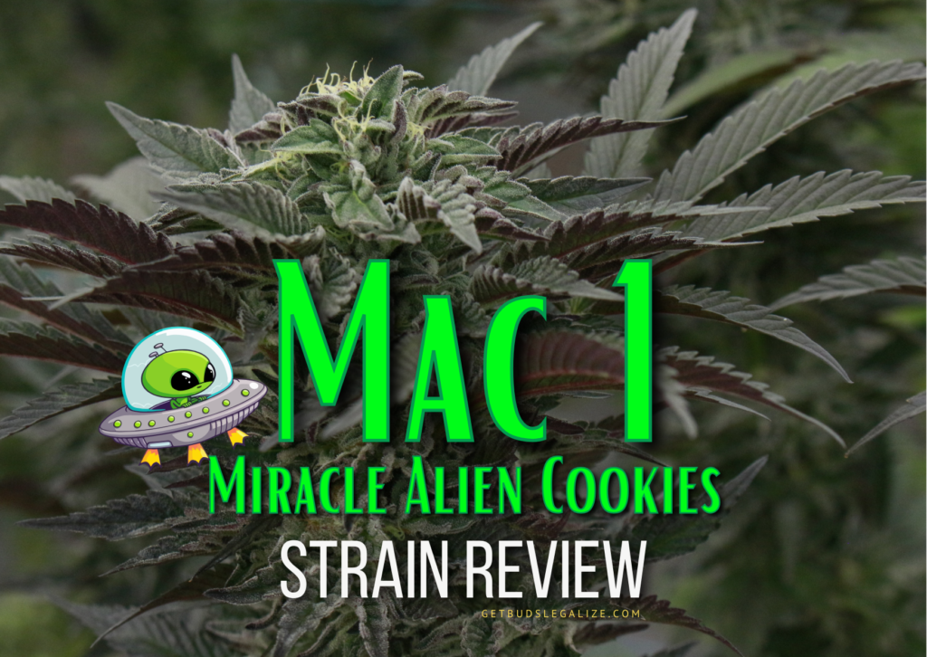 Mac 1 Strain Review & Growing Guide (Aka Miracle Alien Cookies), marijuana, weed, cannabis seeds, DR. Seeds
