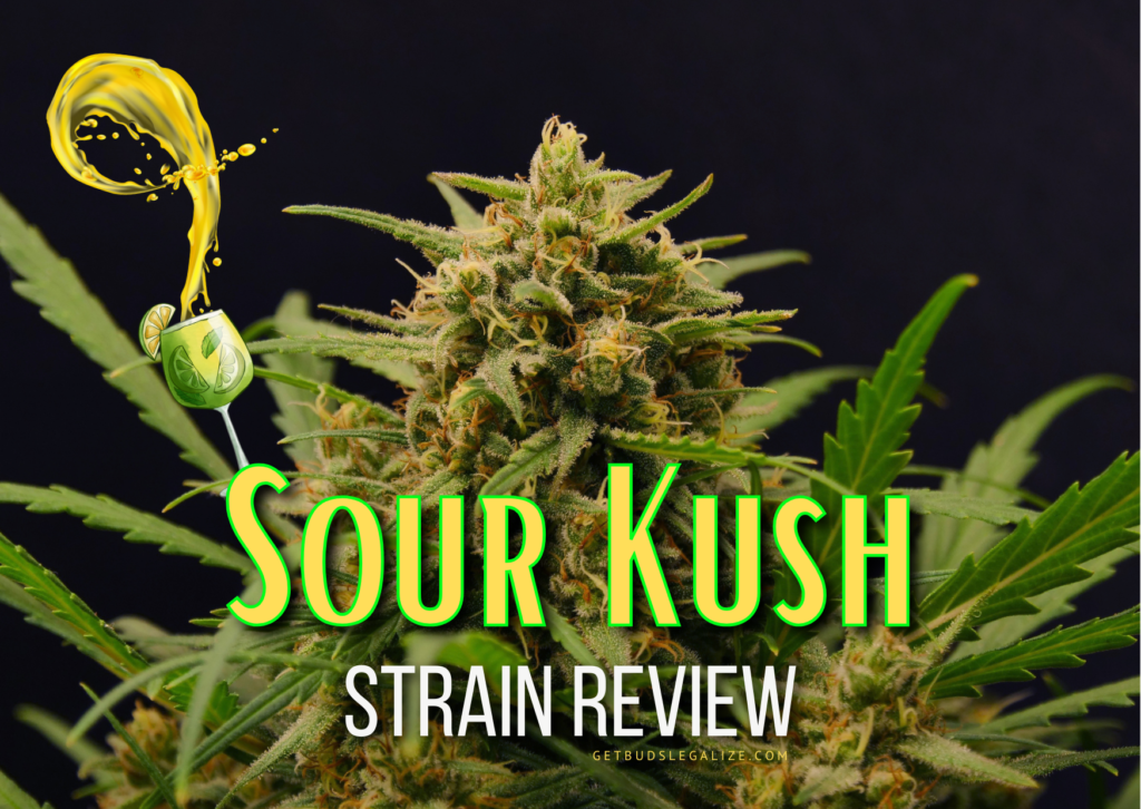 Sour Kush Strain Review & Growing Guide (Aka Sour OG Kush), cannabis, marijuana, weed, seeds, ilgm, seedsman, dna genetics