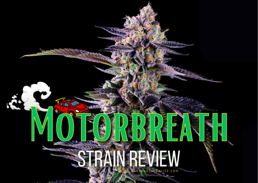 Motorbreath weed Strain Review & Growing Guide (Aka Motor Breath Weed), marijuana, cannabis seeds, dr.seeds