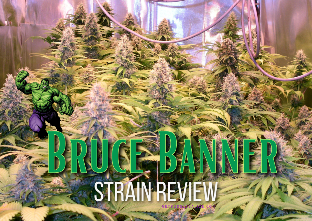 Bruce Banner Strain Review & Growing Guide (Aka Banner, OG Banner), weed, marijuana, cannabis seeds, ilgm, dr.seeds